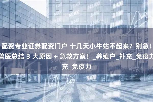 配资专业证券配资门户 十几天小牛站不起来？别急！兽医总结 3 大原因 + 急救方案！_养殖户_补充_免疫力